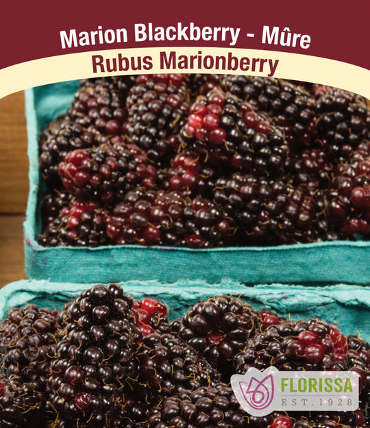 Blackberry - Marionberry