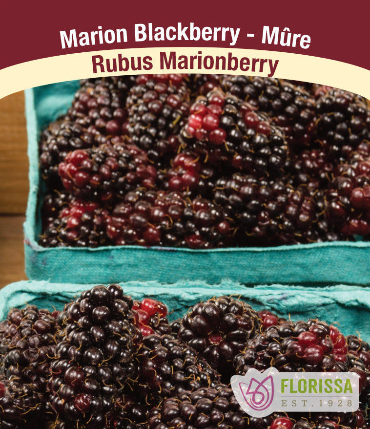 Blackberry - Marionberry