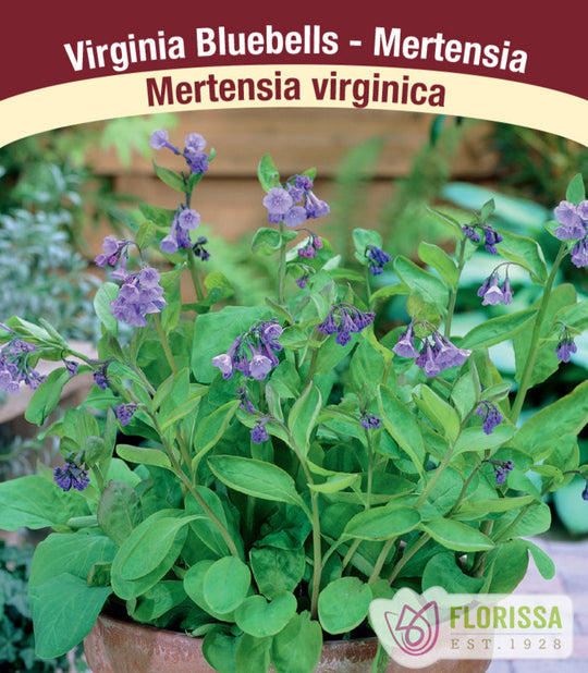 Mertensia virginica, 1 Pack