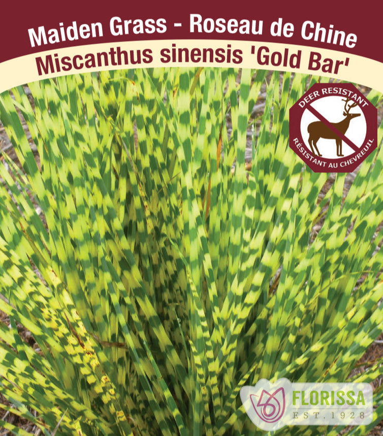 Miscanthus sinensis - Gold Bar, 1 Pack
