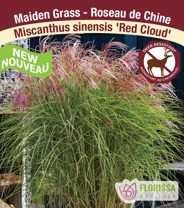 Maiden Grass - Red Cloud, 1 Pack