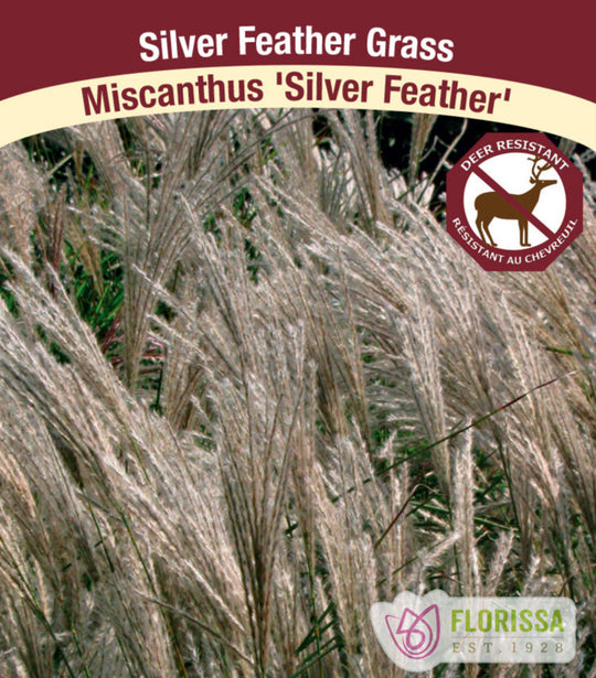 Silver Feather Grass - Silberfeder, 1 Pack