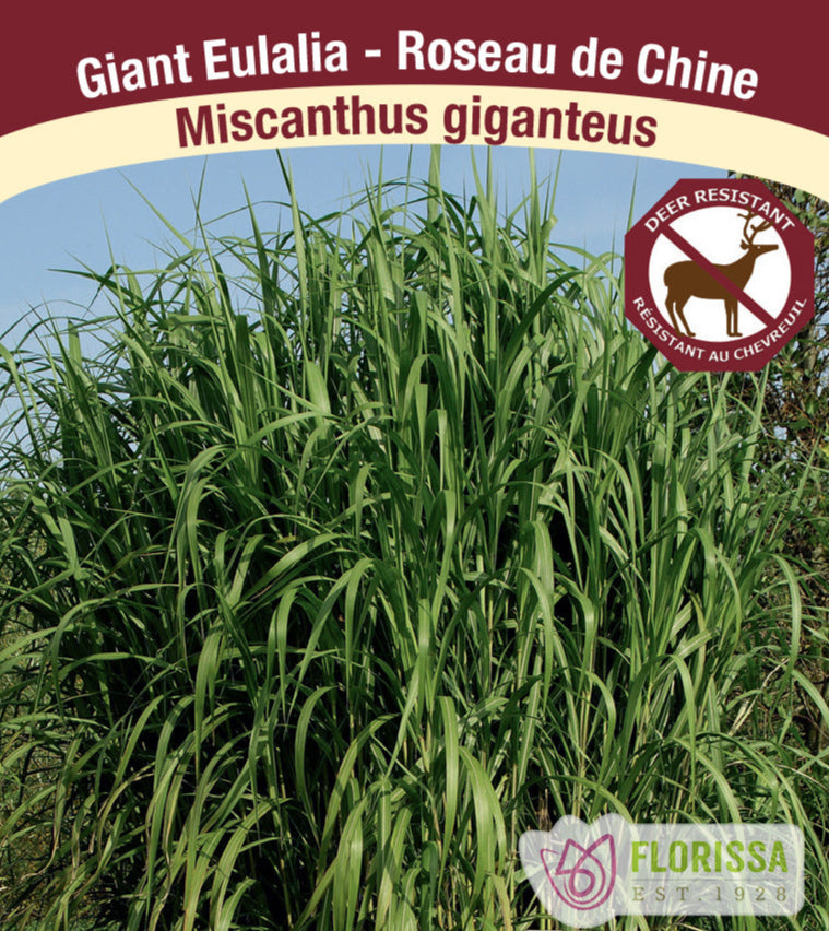 Miscanthus - giganteus, 1 Pack