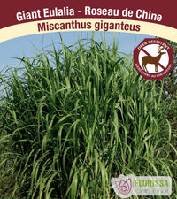 Maiden Grass - Miscanthus giganteus, 1 Pack