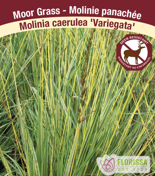Molinia caerulea - Variegata 1 Pack