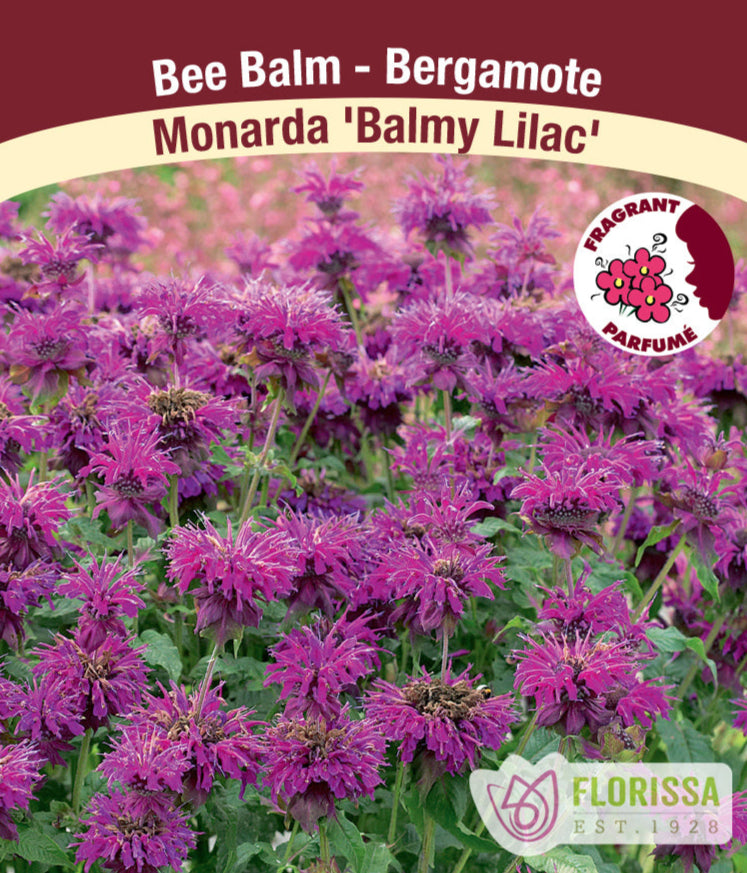 Monarda - Balmy Lilac, 1 Pack