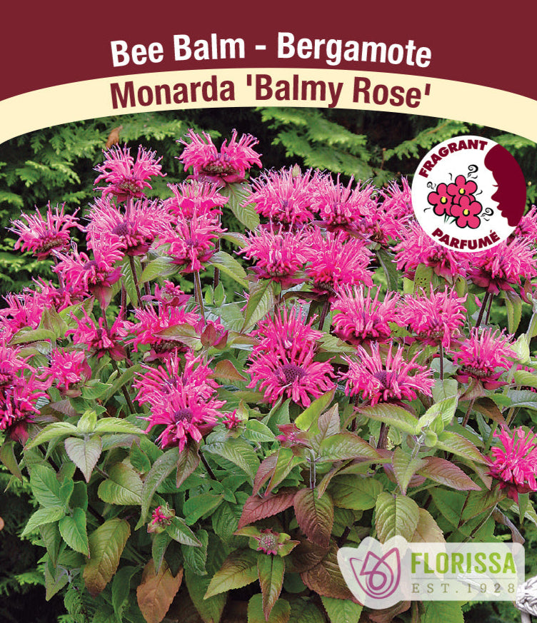 Monarda - Balmy Rose, 1 Pack