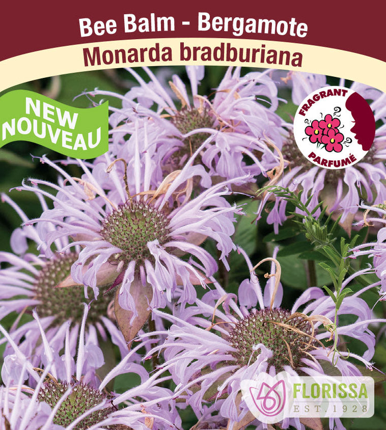 Monarda bradburiana - Native, 1 Pack