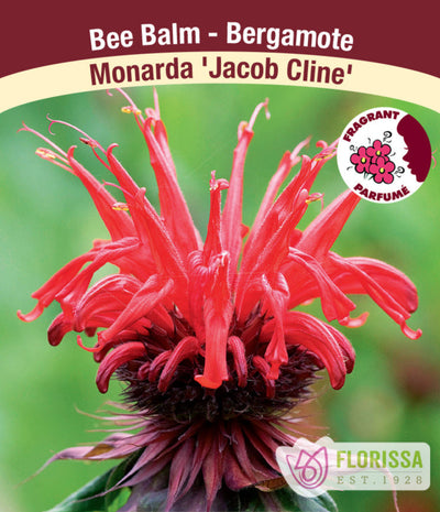 Monarda - Jacob Cline, 1 Pack