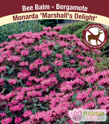 Monarda - Marshall's Delight, 1 Pack