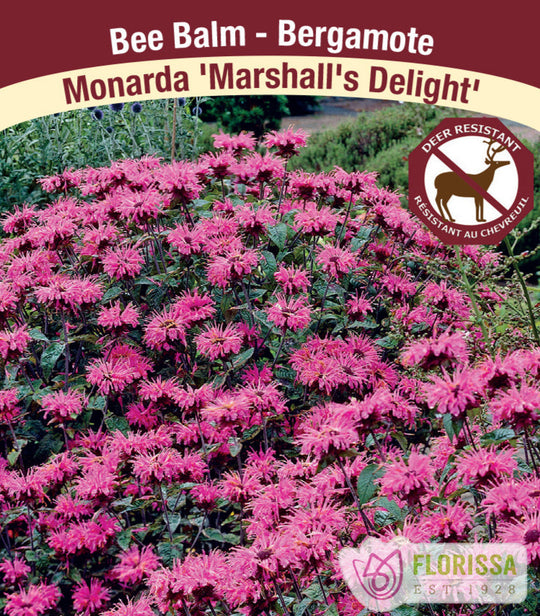 Monarda - Marshall's Delight, 1 Pack