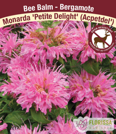 Monarda - Petite Delight, 1 Pack