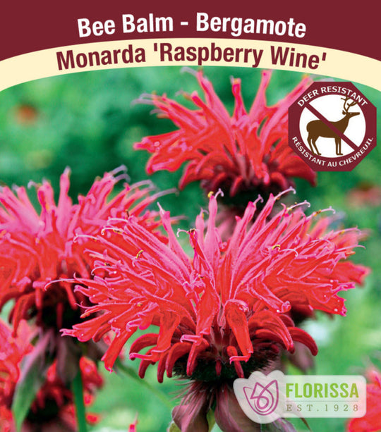 Monarda - Raspberry Wine, 1 Pack