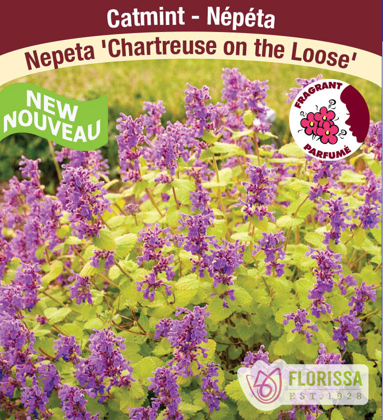 Catmint - Chartreuse on the Loose, 1 Pack