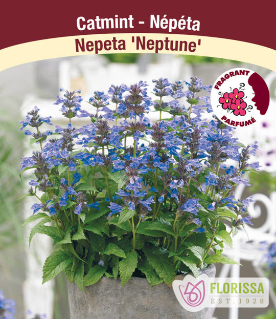 Catmint - Neptune, 1 Pack