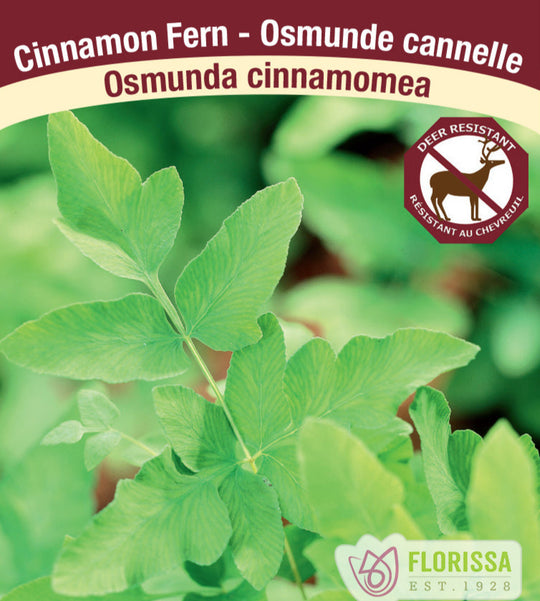 Cinnamon Fern - Osmunda cinnamomea, 1 Pack