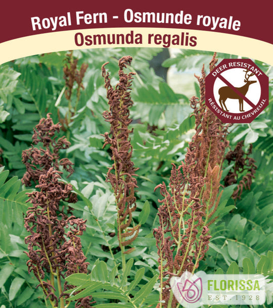Royal Fern - Osmunda regalis, 1 Pack