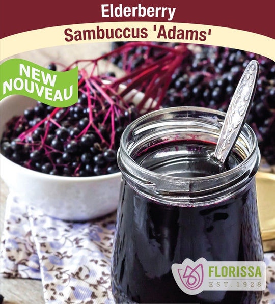 Elderberry - Adams