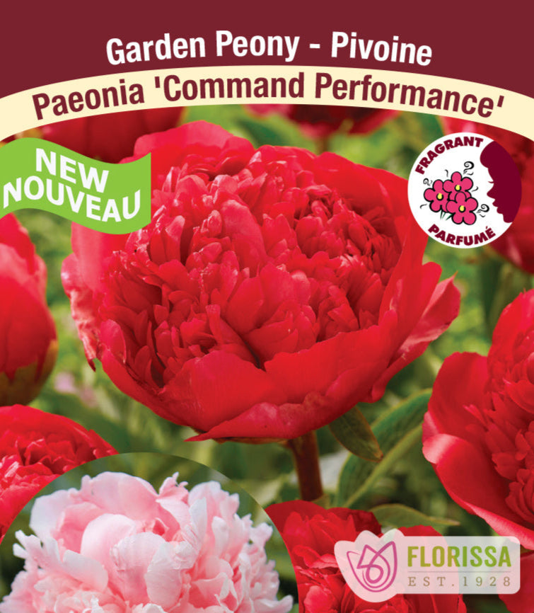 Peony - Command Performance | Fall Planting Roots
