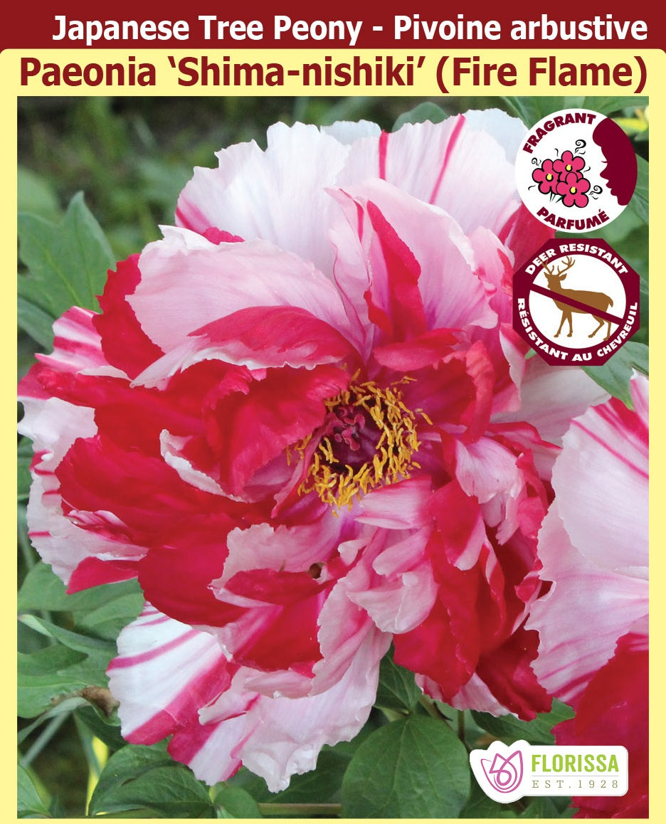 Peony - Shima-nishiki (Fire Flame), 1 Pack