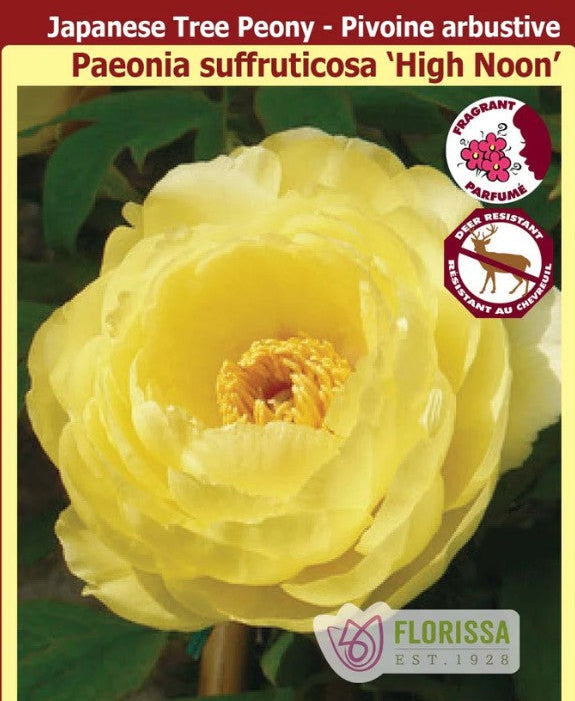 Paeonia suffruticosa - High Noon, 1 Pack