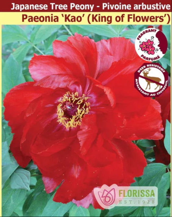 Paeonia suffruticosa - Kao (King of Flowers), 1 Pack