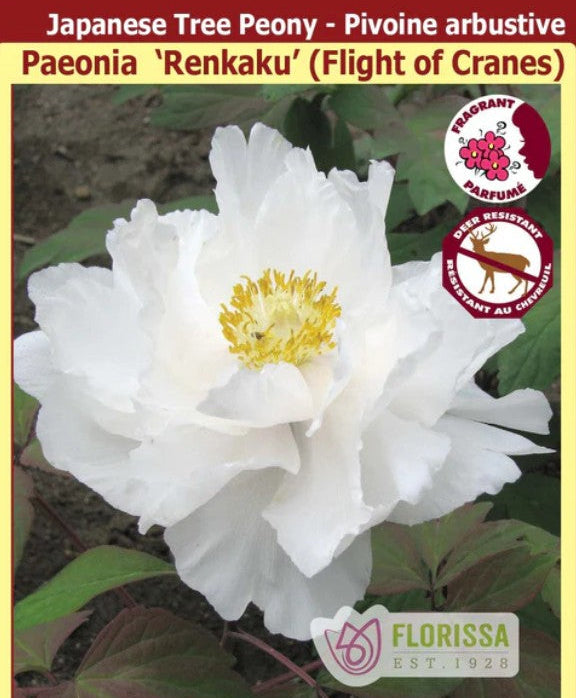 Paeonia suffruticosa - Renkaku (Flight of Cranes), 1 Pack