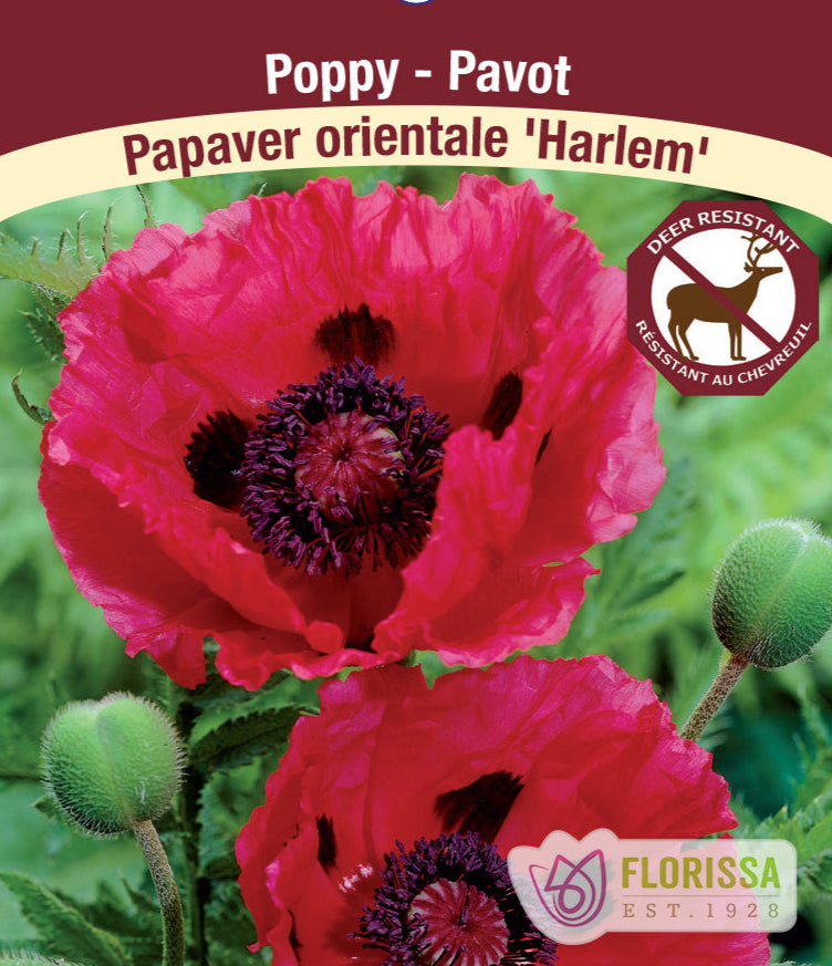 Papaver orientale - Harlem, 1 Pack