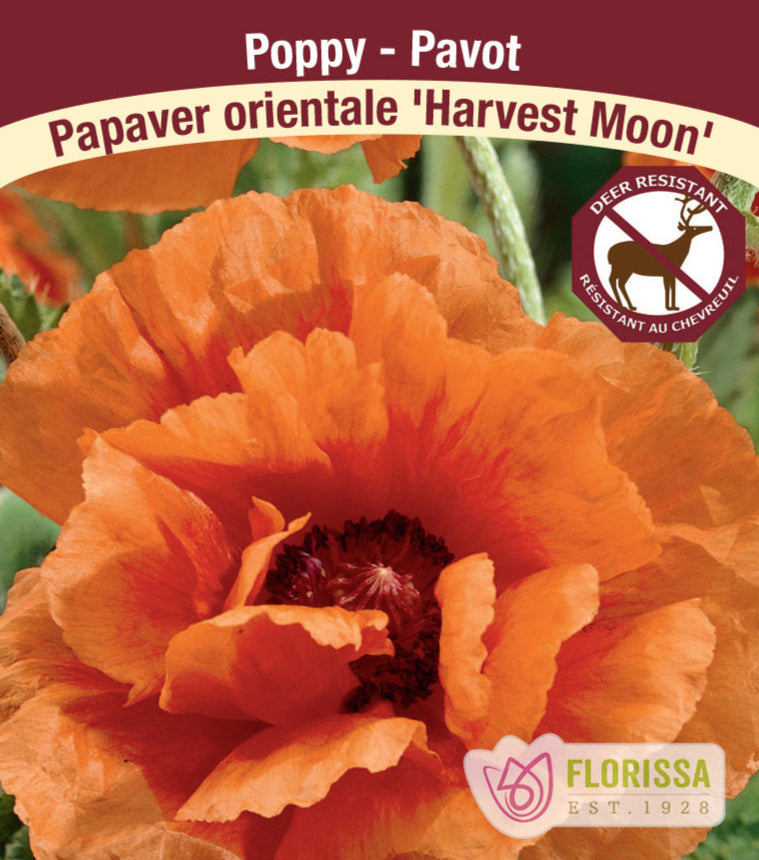 Papaver orientale - Harvest Moon, 1 Pack