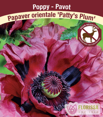 Oriental Poppy - Patty's Plum, 1 Pack