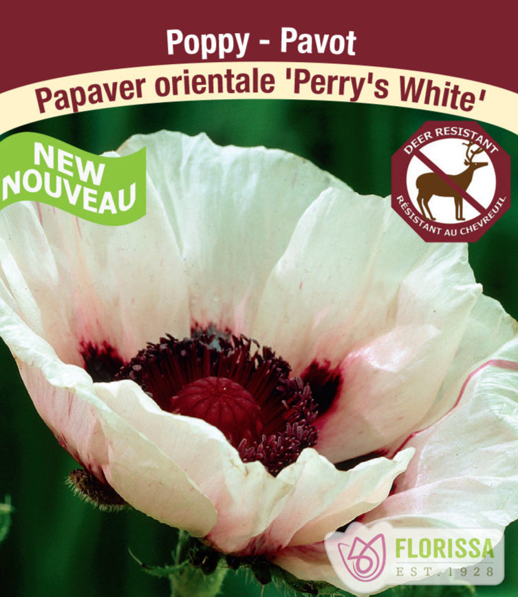 Papaver orientale - Perry's White, 1 Pack