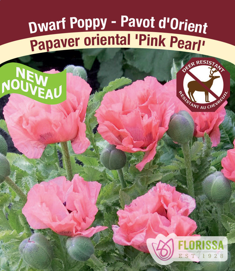 Papaver orientale - Pink Pearl, 1 Pack