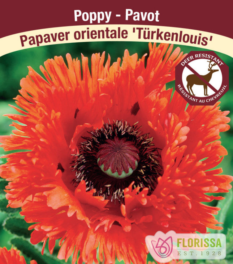 Papaver orientale - Turkenlouis, 1 Pack