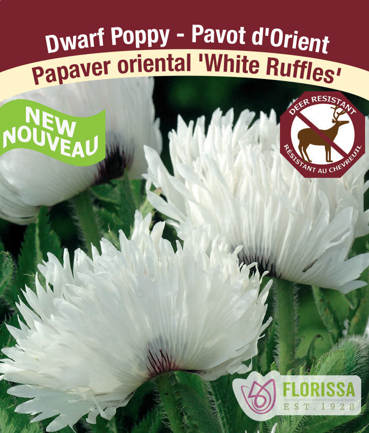 Small Ruffled Poppy Dwarf Oriental Poppy | White Ruffles, 1 Pack – Wildwood Outdoor Living