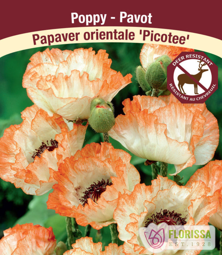 Papaver orientale - Picotee, 1 Pack