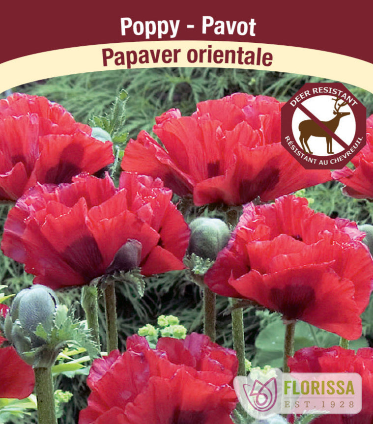 Papaver - orientale, 1 Pack