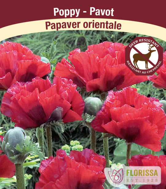 Oriental Poppy, 1 Pack