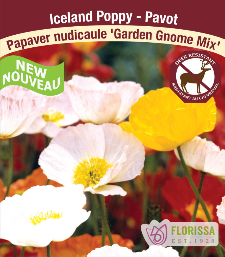 Papaver nudicaule - Garden Gnome Mix, 1 Pack