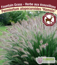 Fountain Grass - Hameln, 1 Pack