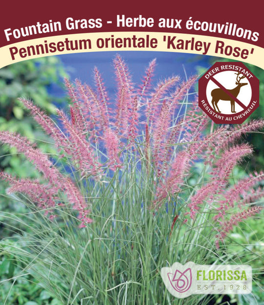 Fountain Grass - Karley Rose, 1 Pack