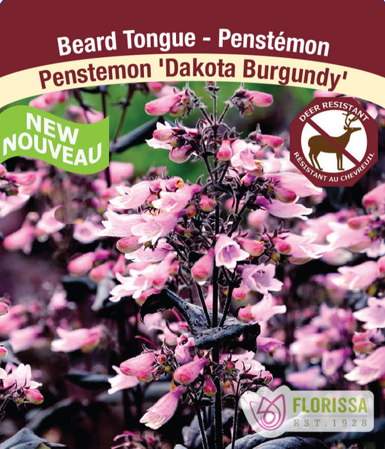 Penstemon - Dakota Burgundy, 1 Pack