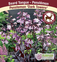 Penstemon - Dark Towers, 1 Pack