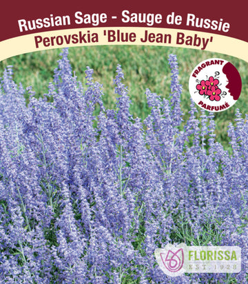 Russian Sage - Blue Jean Baby, 1 Pack