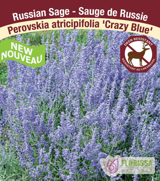 Russian Sage - Crazy Blue, 1 Pack