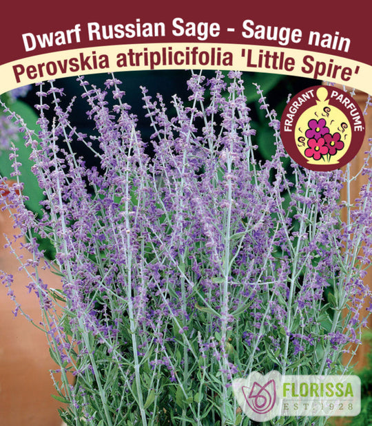 Russian Sage - Little Spire, 1 Pack