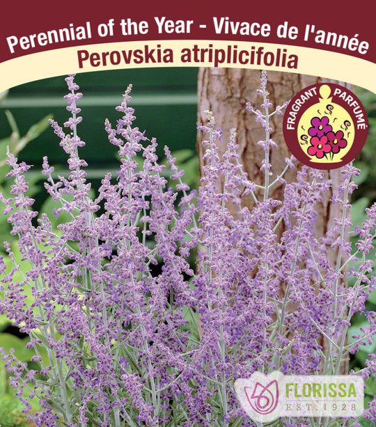 Russian Sage - Perovskia atriplicifolia, 1 Pack