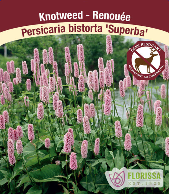 Persicaria Bistorta - Superba, 1 pack