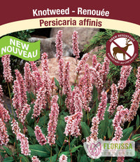 Persicaria affinis, 1 pack