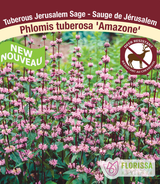 Phlomis tuberosa - Amazone, 1 Pack