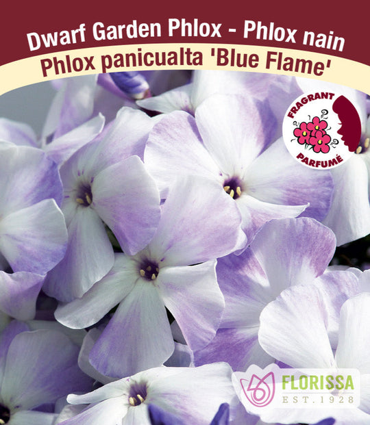 Phlox - Blue Flame, 1 Pack